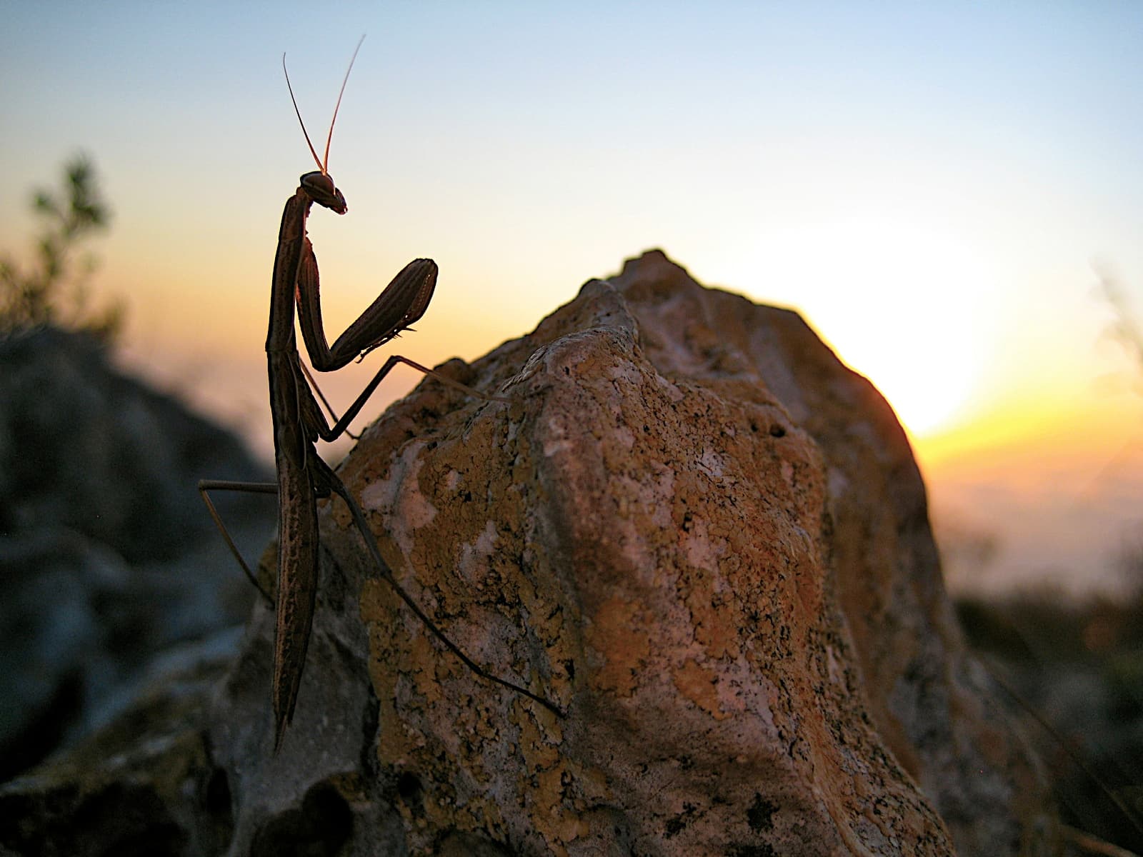 Praying mantis at sunrise atop the Montgo in Dénia, Spain · 2014